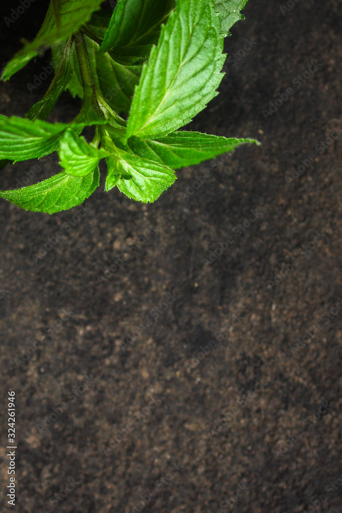 Naklejka premium mint, fresh green petals and stems (healthy organic food) menu concept background. top view. copy spaces