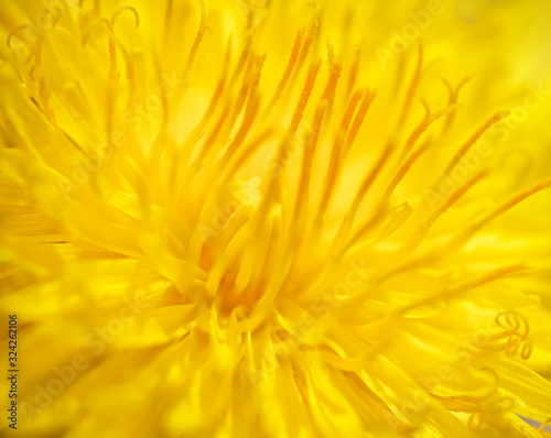 Dandelion macro