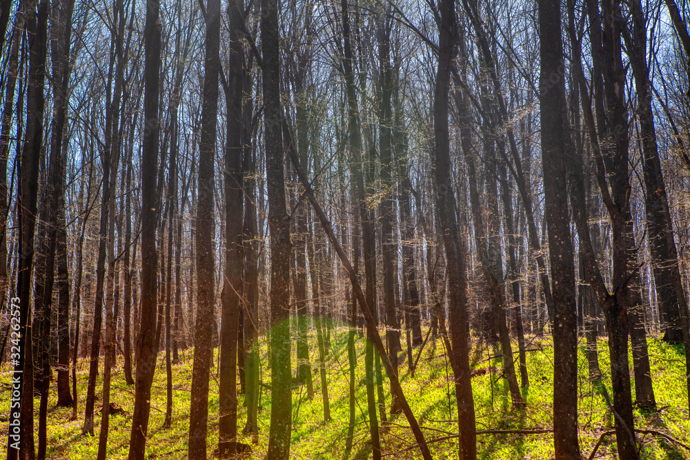 Obraz premium dense forest with bare trees in the spring 