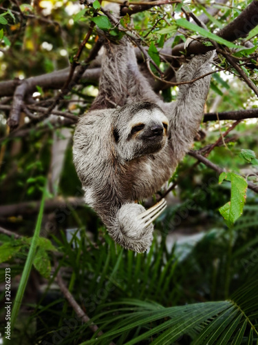 Sloth sitting on tree © lenatellers
