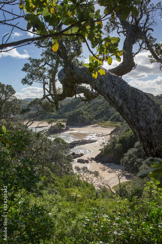  Matapouri Tutukaka New Zealand coast tree