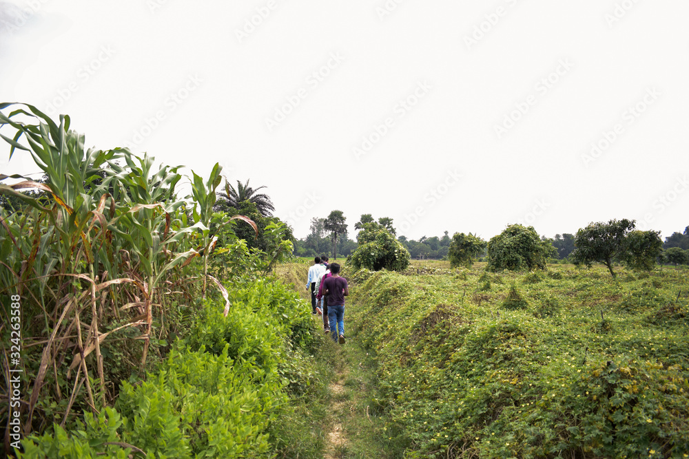 Fototapeta premium people going through green field