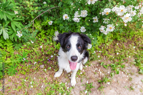 Outdoor portrait of cute smilling puppy border collie sitting on park or garden flower background. New lovely member of family little dog on a walk. Pet care and funny animals life concept.