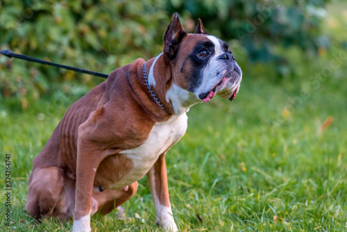 skinny brown with white german boxer dog on green photo