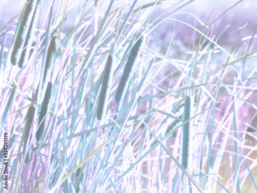 high key cattails with altered colors and soft effect high key cattails with altered colors and soft effect