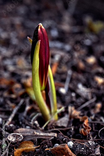 Bud of a Red Azucenite (Bifid Rhodophiala). Endemic flower of the province of Buenos Aires, Argentina. Humus soil background.