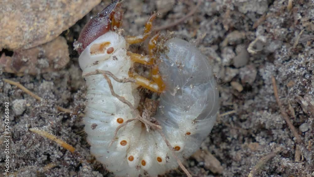 Masked Chafer white grub digging into sand soil Masked Chafer white grub digging into sand soil