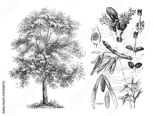 Ash (Fraxinus excelsior) / vintage illustration from Brockhaus Konversations-Lexikon 1908