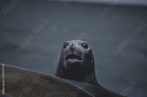 Sea elephant in the beach looking at the front to the camera