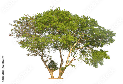 tree isolated on white background