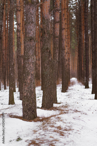 pine forest in the snow