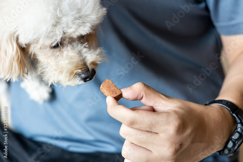 Series of person feeding pet dog with preventive heartworms chewable