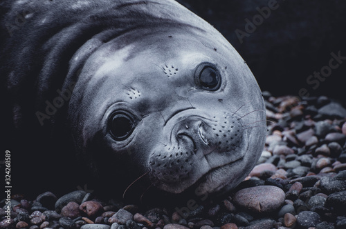 Sea elephant in the beach looking at the front to the camera