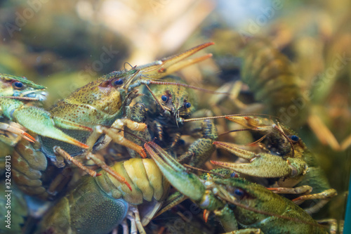 live crayfish in the store in the aquarium
