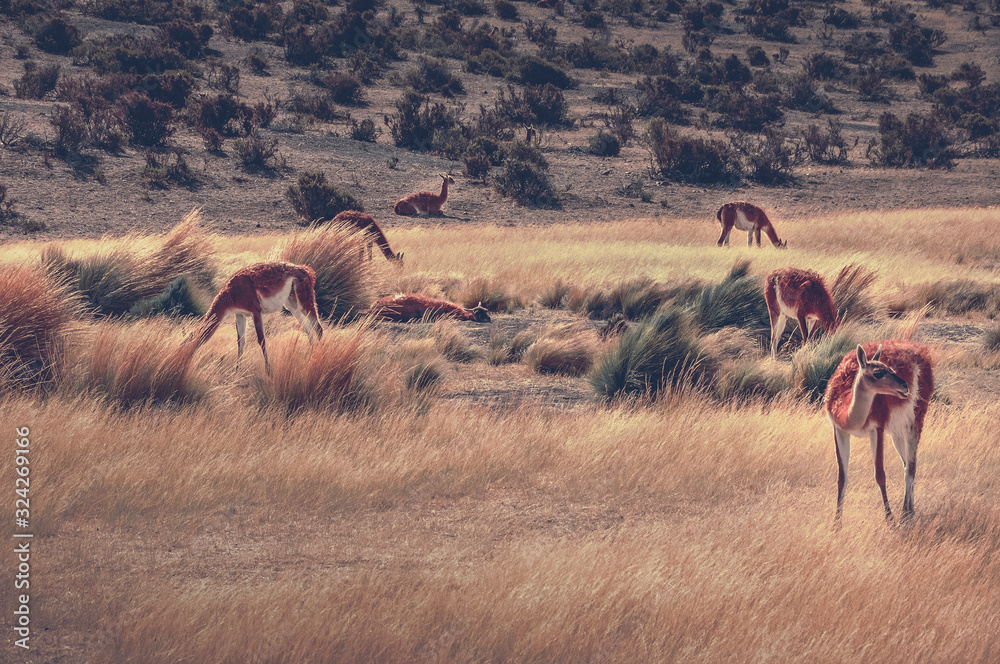 Naklejka premium Guanacos en la estepa patagónica
