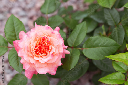 Pink and orange rose with dark green leaves.Top view.Concept of choosing beautiful flowering plants for landscaping  growing roses.