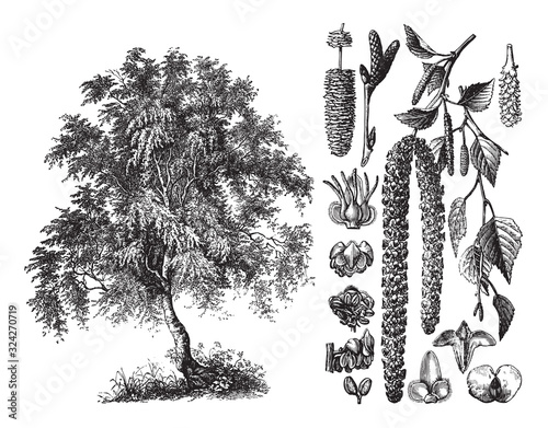 Silver birch (Betula verrucosa) / vintage illustration from Brockhaus Konversations-Lexikon 1908