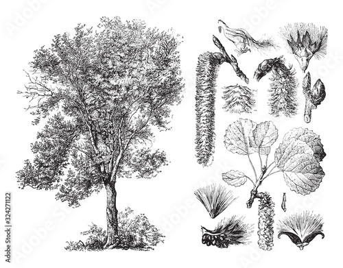 Aspen (Populus tremula) / vintage illustration from Brockhaus Konversations-Lexikon 1908