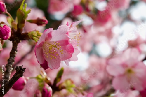 Cherry blossom at Tokyo, Japan