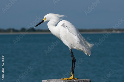 Snowy Egret