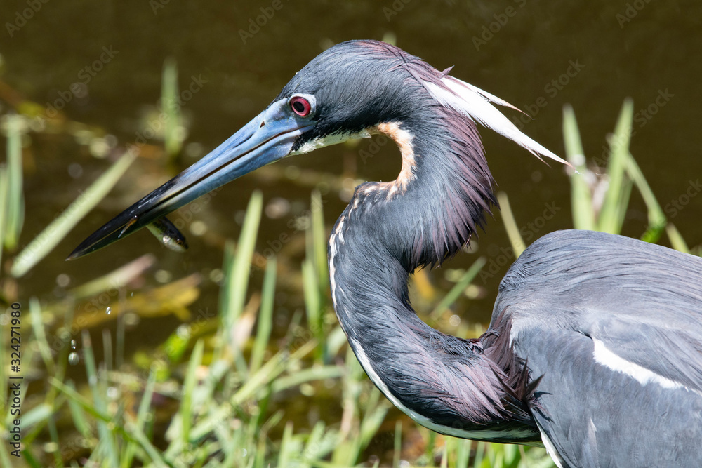 Fototapeta premium Tricolored Heron