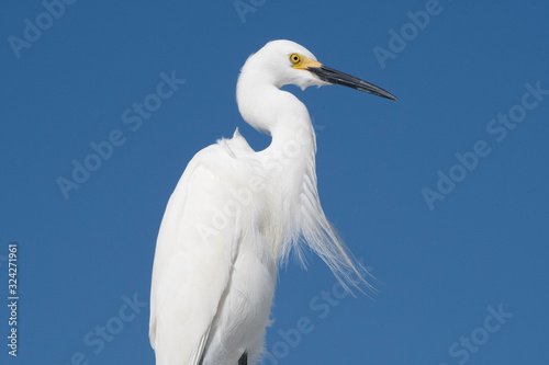 Snowy Egret