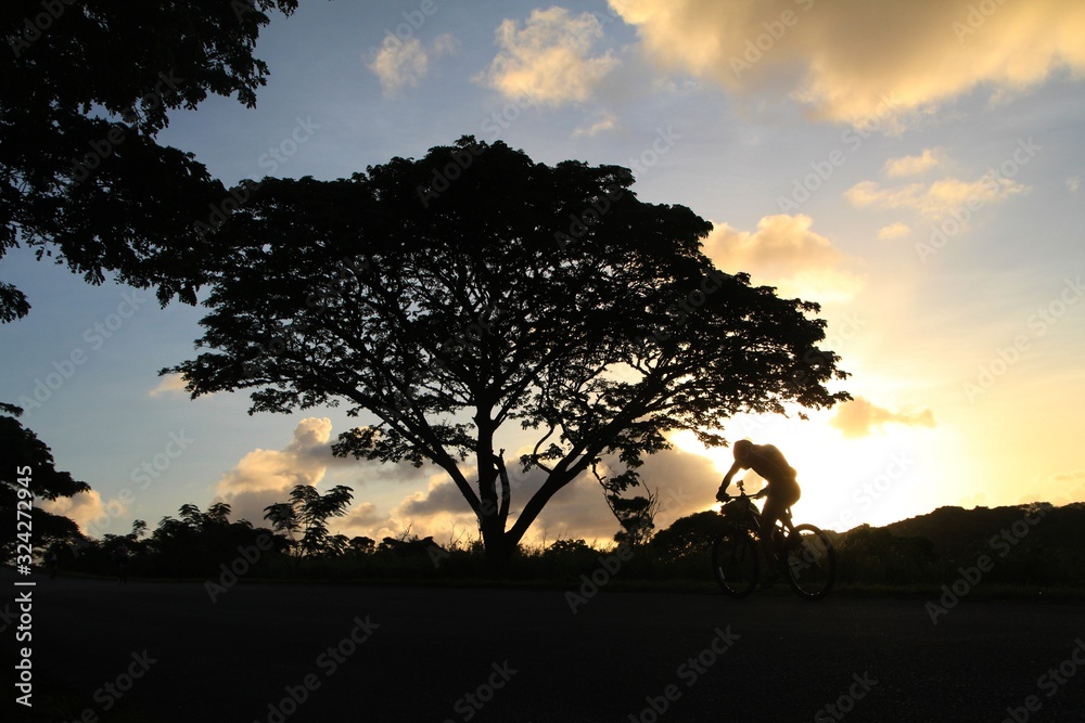 Silhouette of a tree with a man pedalling a bike uphill at sunrise