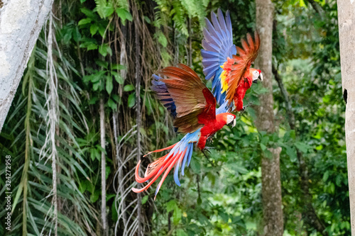 scarlet macaw pair