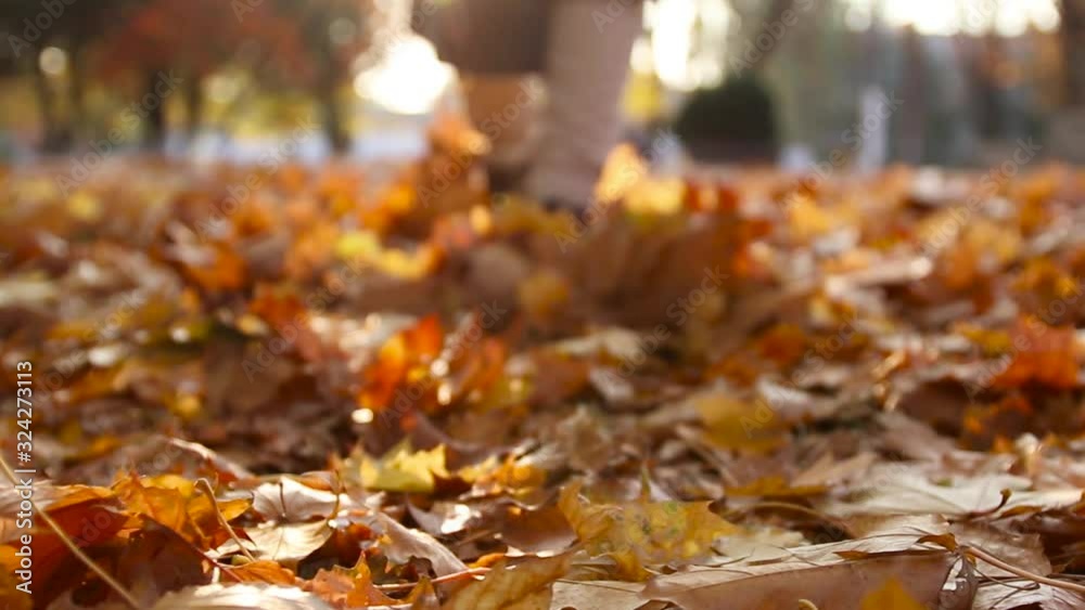 Yellow fallen autumn leaves on the grass in the sunlight in the park. Female legs in sports sneakers on autumn leaves walking in nature Yellow fallen autumn leaves on the grass in the sunlight in the park. Female legs in sports sneakers on autumn leaves walking in nature