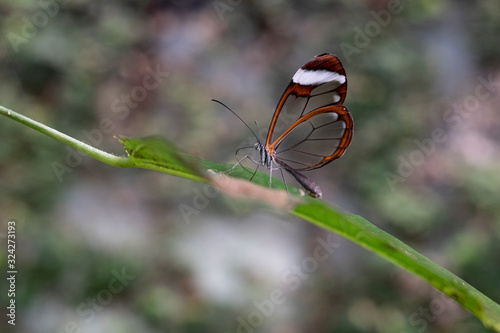 transparent winged butterfly on a leaf in a forest photo