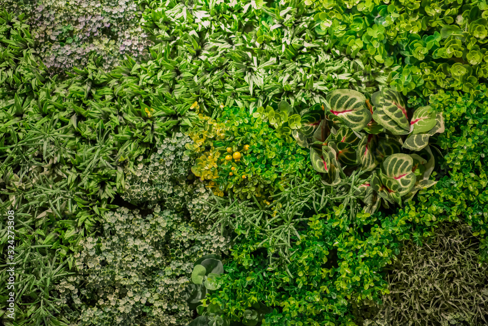 Fototapeta premium Living background with green plants and environment scene