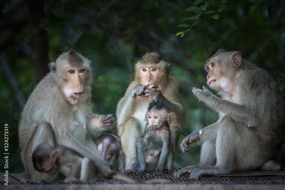 Asian monkey with son in the forest.