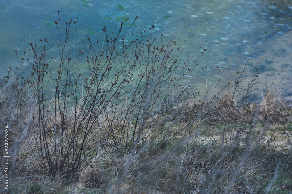 Dry field plants of Ukraine in winter against the backdrop of a frozen blue lake. Dry field plants of Ukraine in winter against the backdrop of a frozen blue lake.