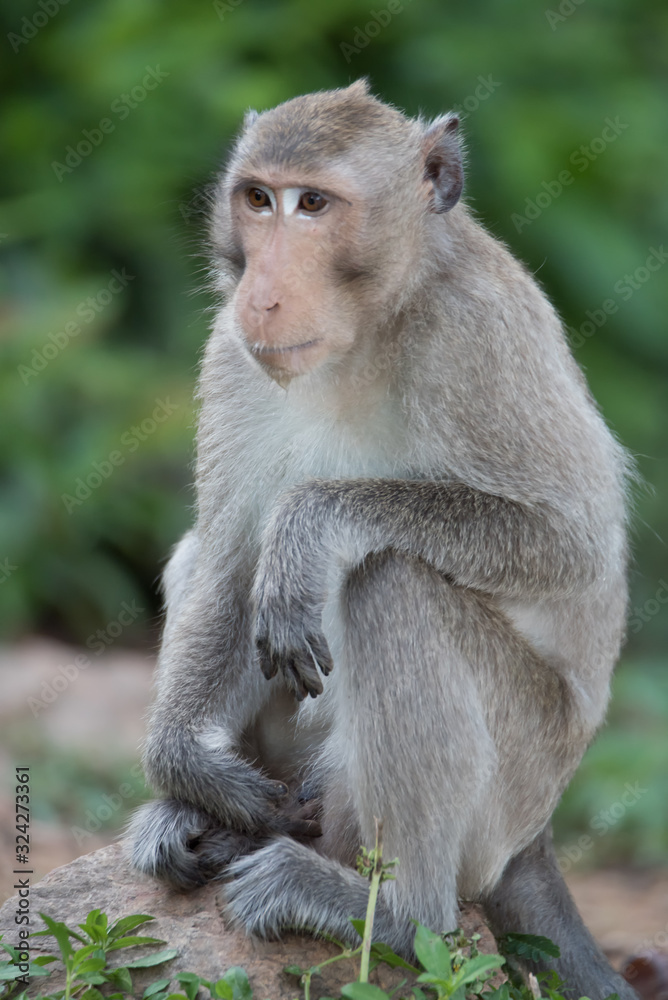 Asian monkey in the forest. Asian monkey in the forest.