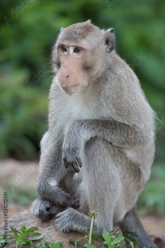 Asian monkey in the forest.