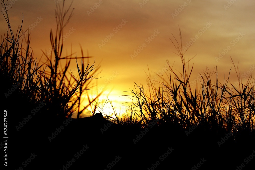 Bright golden sun disappearing in the horizon framed by the silhouettes of the bushes