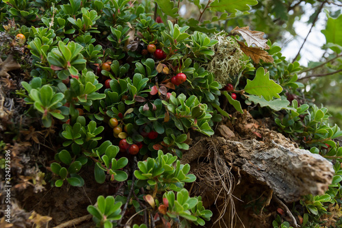 Plant with medicinal properties. Leaves and ripe berries of bearberry , Arctostaphylos uva-ursi 