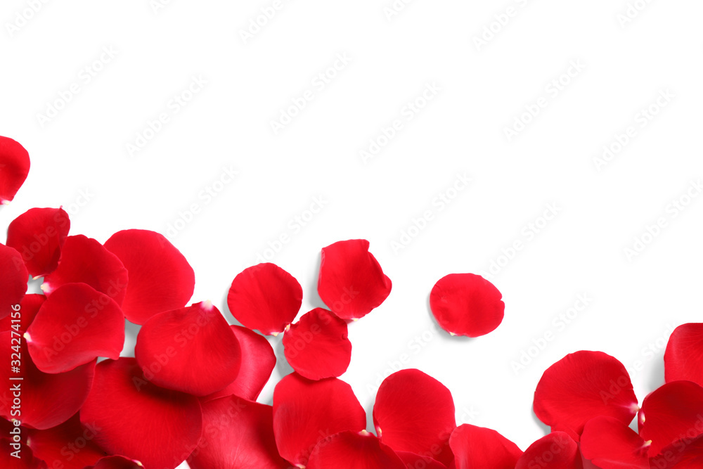 Fresh red rose petals on white background, top view Fresh red rose petals on white background, top view
