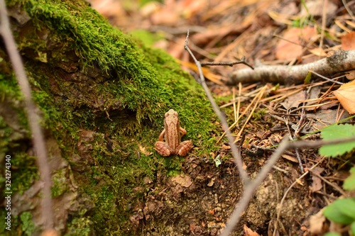  little frog in the forest, moss, grass