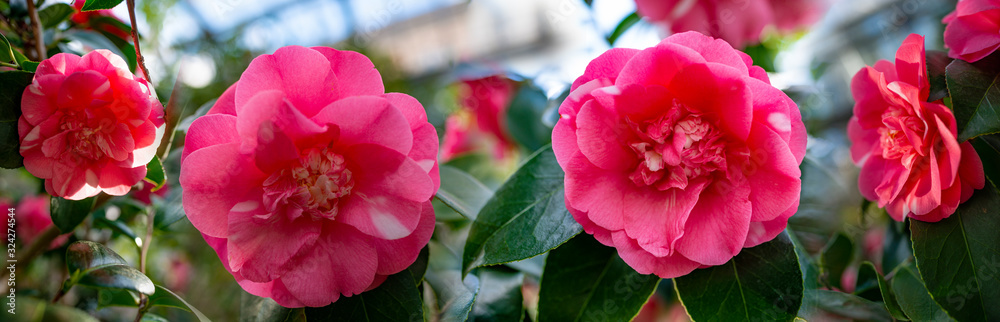 beautiful camellia - in glasshouse close up beautiful camellia - in glasshouse close up