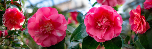 Foto beautiful camellia - in glasshouse close up