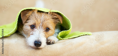 Pet grooming concept, web banner of a furry happy jack russell dog puppy with towel after bath, shower photo