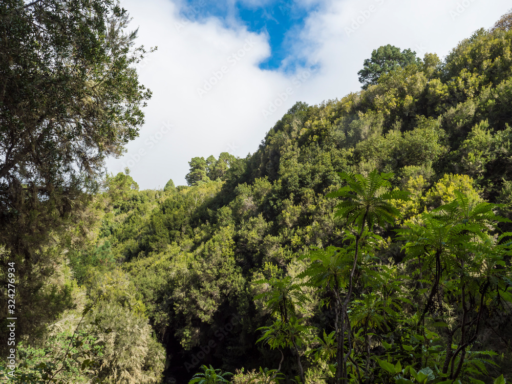 Fototapeta premium Lush green subtropical rain forest at La Zarza nature park in the northern part of La Palma, Canary Islands, Spain