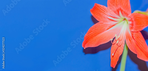 Orange-red Lily flower close up on a blue background. Romantic concept  greeting card. space for text. Copy space
