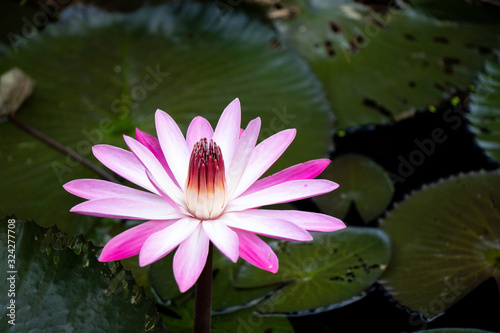 Single pink and white color lotus (water lily) with the green leaf background