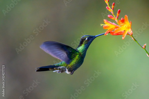 Hummingbird Long-tailed Sylph, Aglaiocercus kingi with orange flower, in flight. Hummingbird from Colombia in the bloom flower, wildlife from tropic jungle.