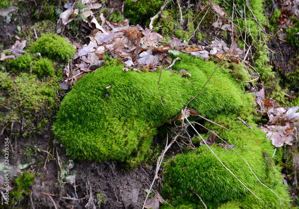 Obraz premium green moss on rocks in forest