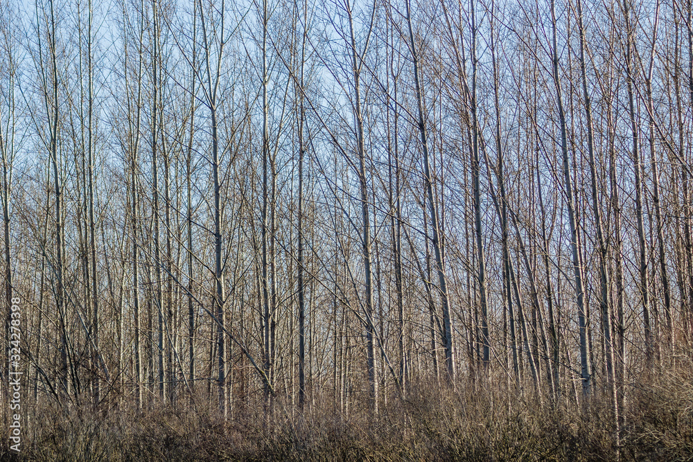 Deciduous tree young forest in winter Deciduous tree young forest in winter