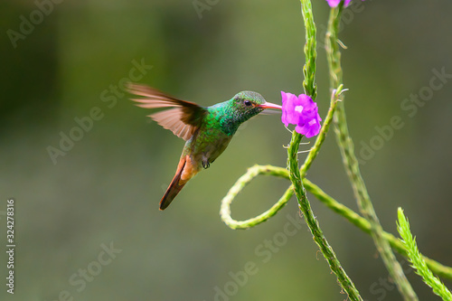 Hummingbird Long-tailed Sylph, Aglaiocercus kingi with orange flower, in flight. Hummingbird from Colombia in the bloom flower, wildlife from tropic jungle. © vaclav