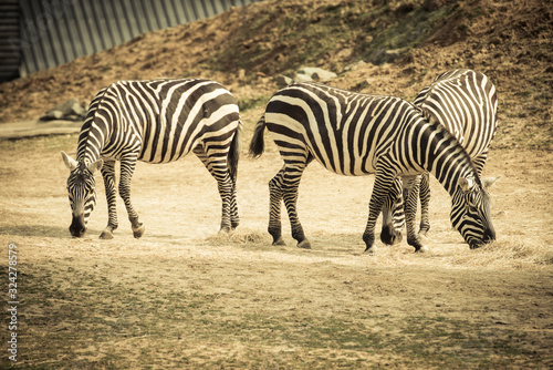 Zebra © Jason Lovell